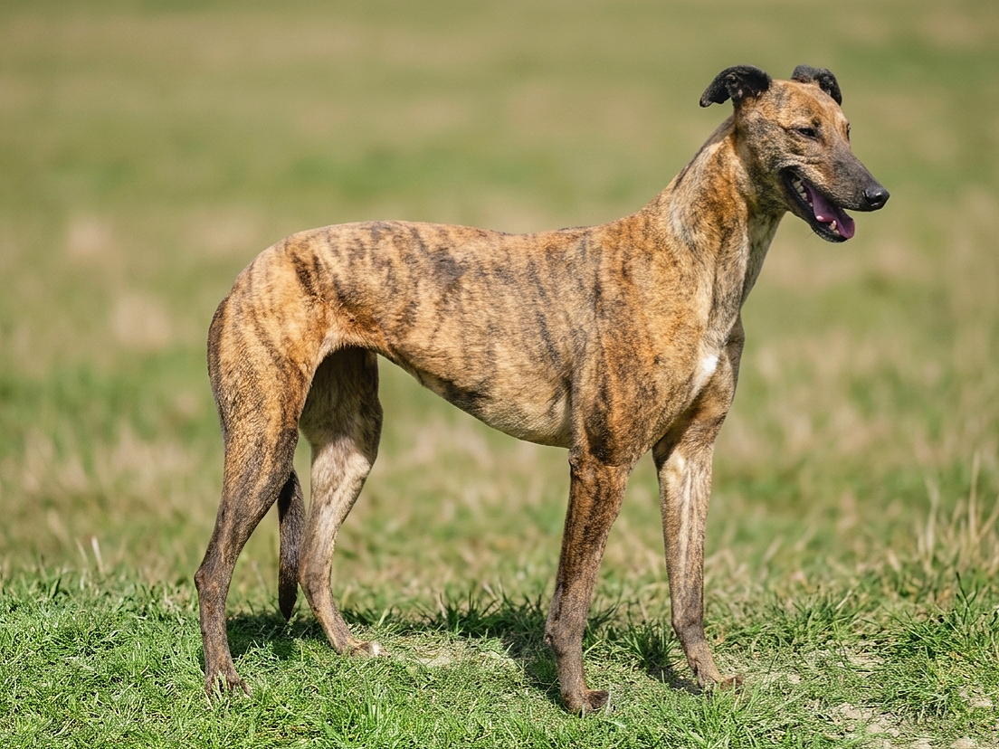A brindle-colored dog standing on grass in an open field