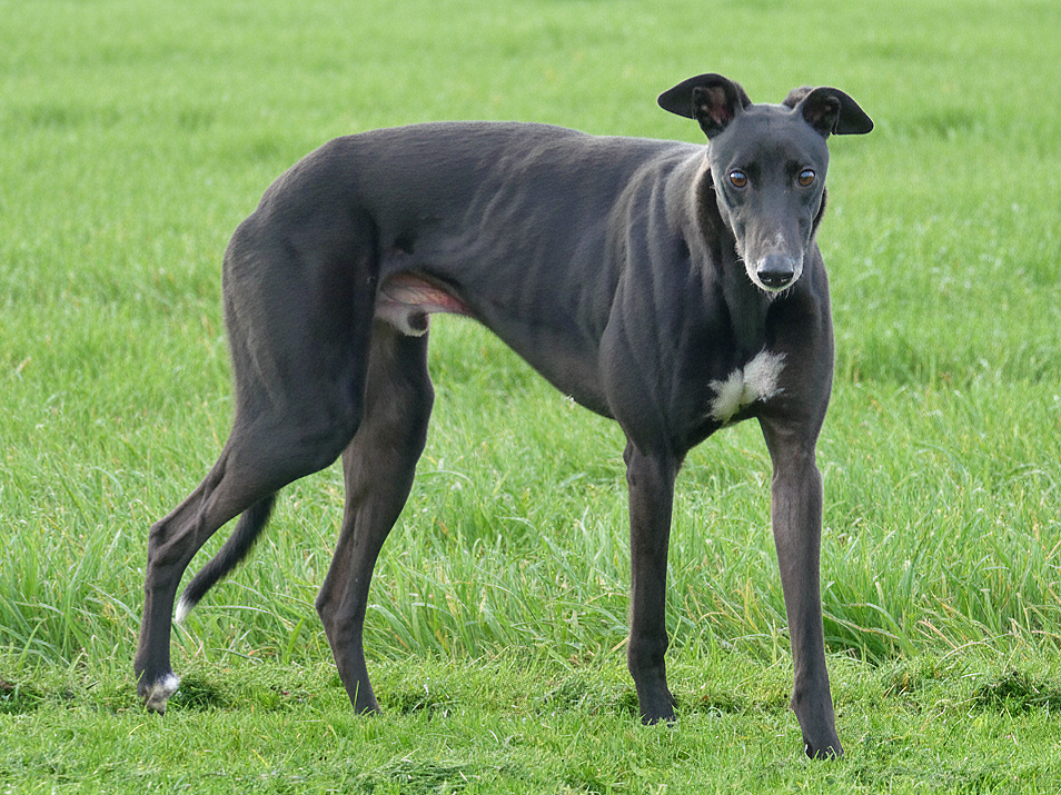 A slender black dog with a white patch on its chest, standing on green grass, looking at the camera.