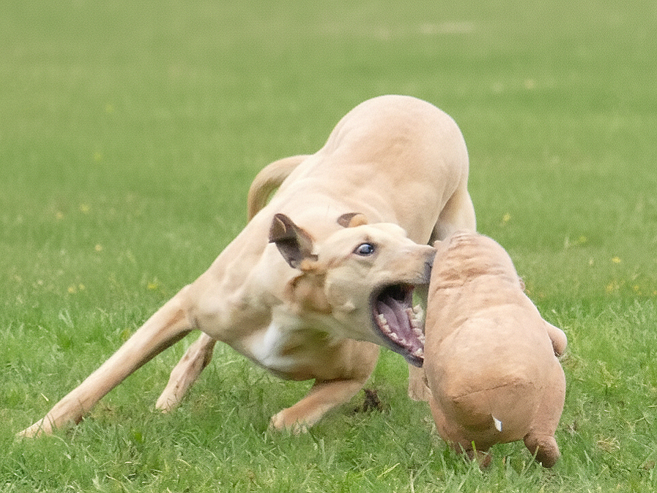 A dog attacking a stuffed animal on grass field.