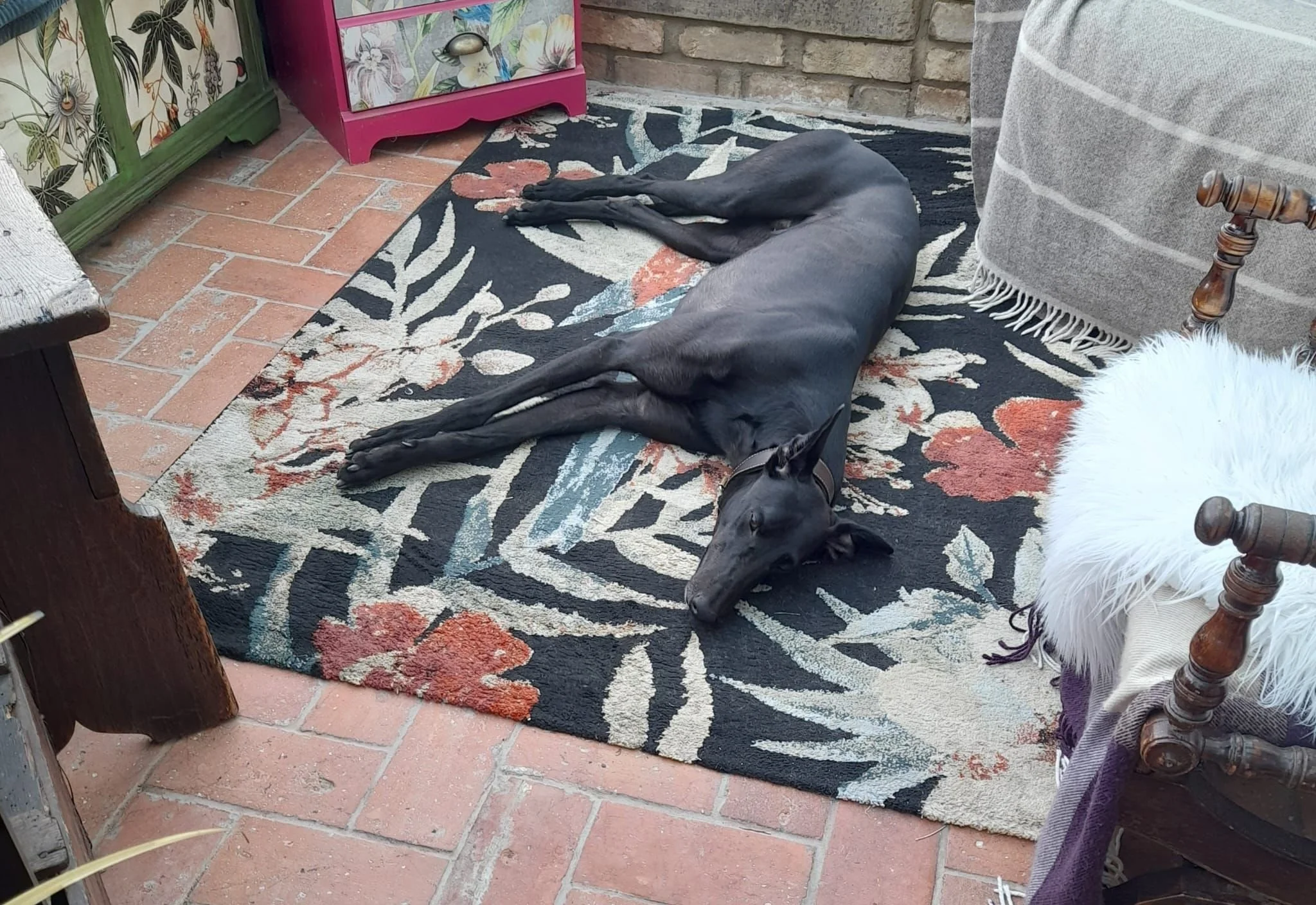 Finn (Harlequin Yankee)