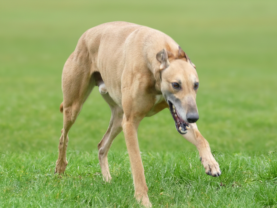 A tan dog running on green grass outdoors.