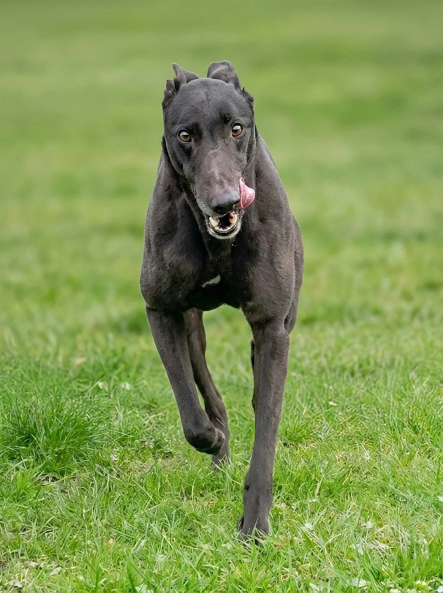 A black dog running on green grass with its tongue out.