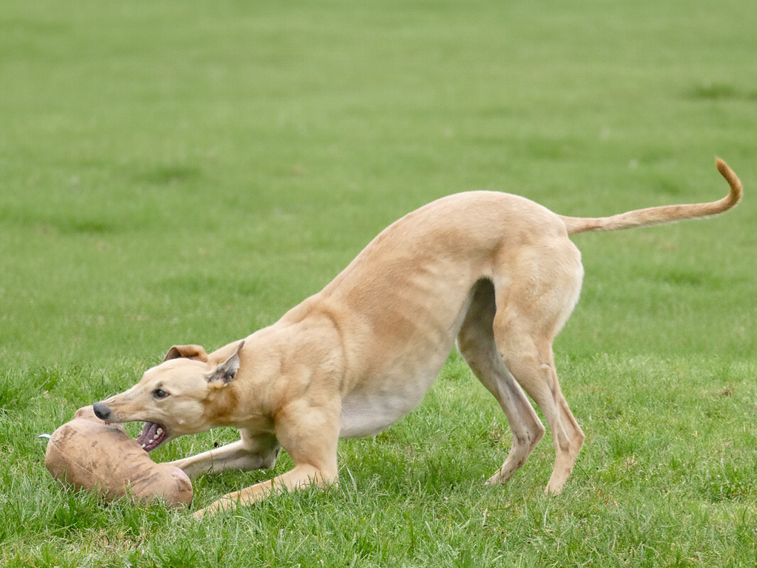 A tan dog playing with a toy bone on green grass.