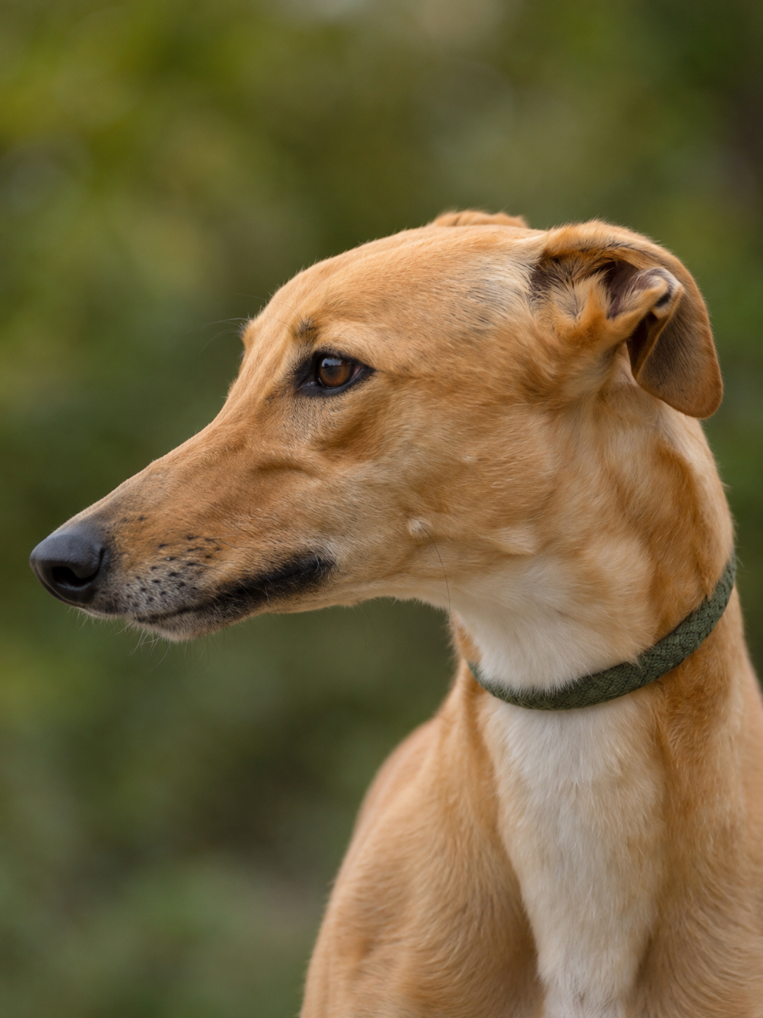 Profile of a tan-colored dog with a green collar, looking to the left, with a blurred green background.