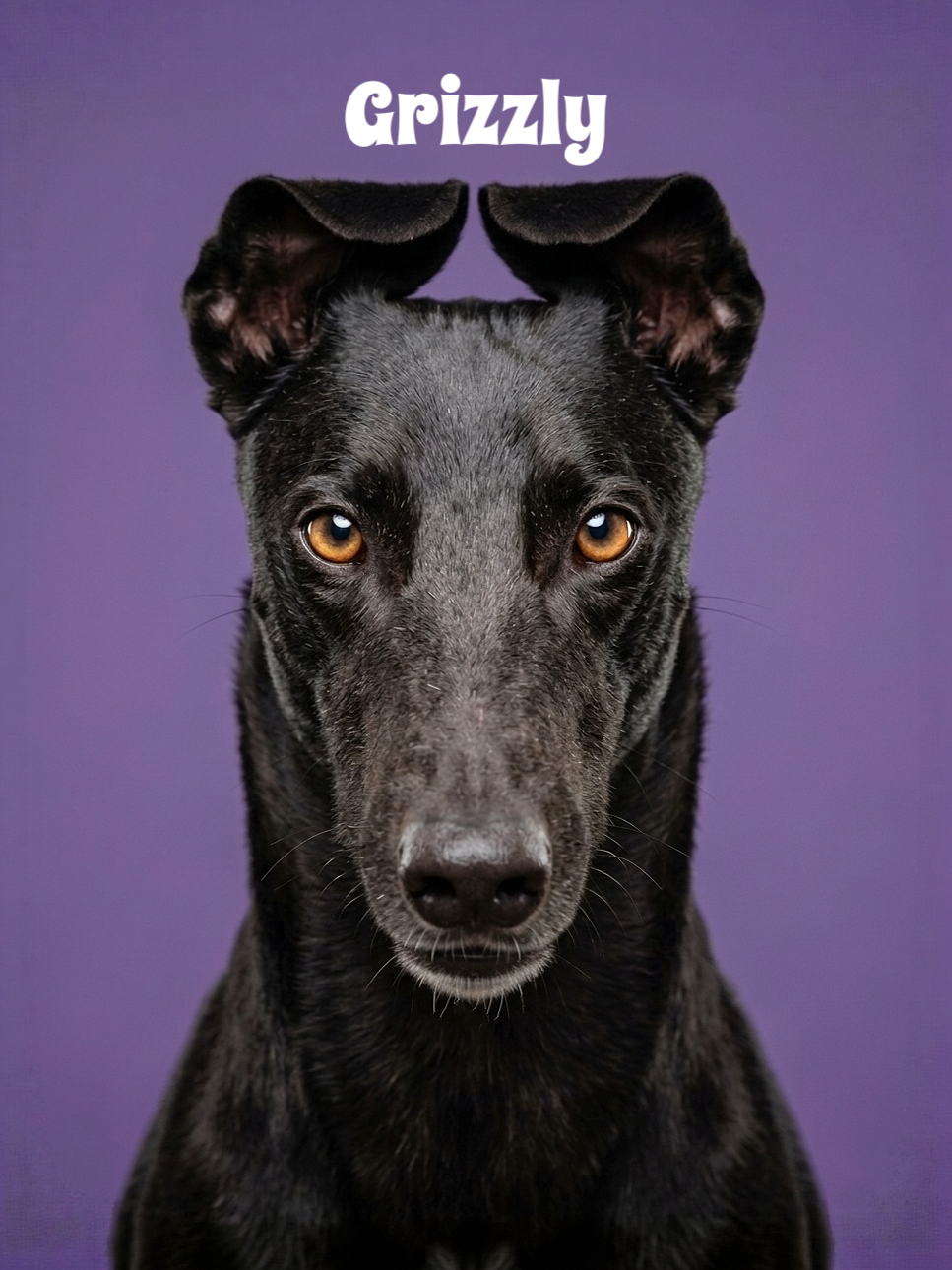 Close-up of a black dog with tan eyes, facing forward against a purple background, with the word 'Grizzly' above its head.