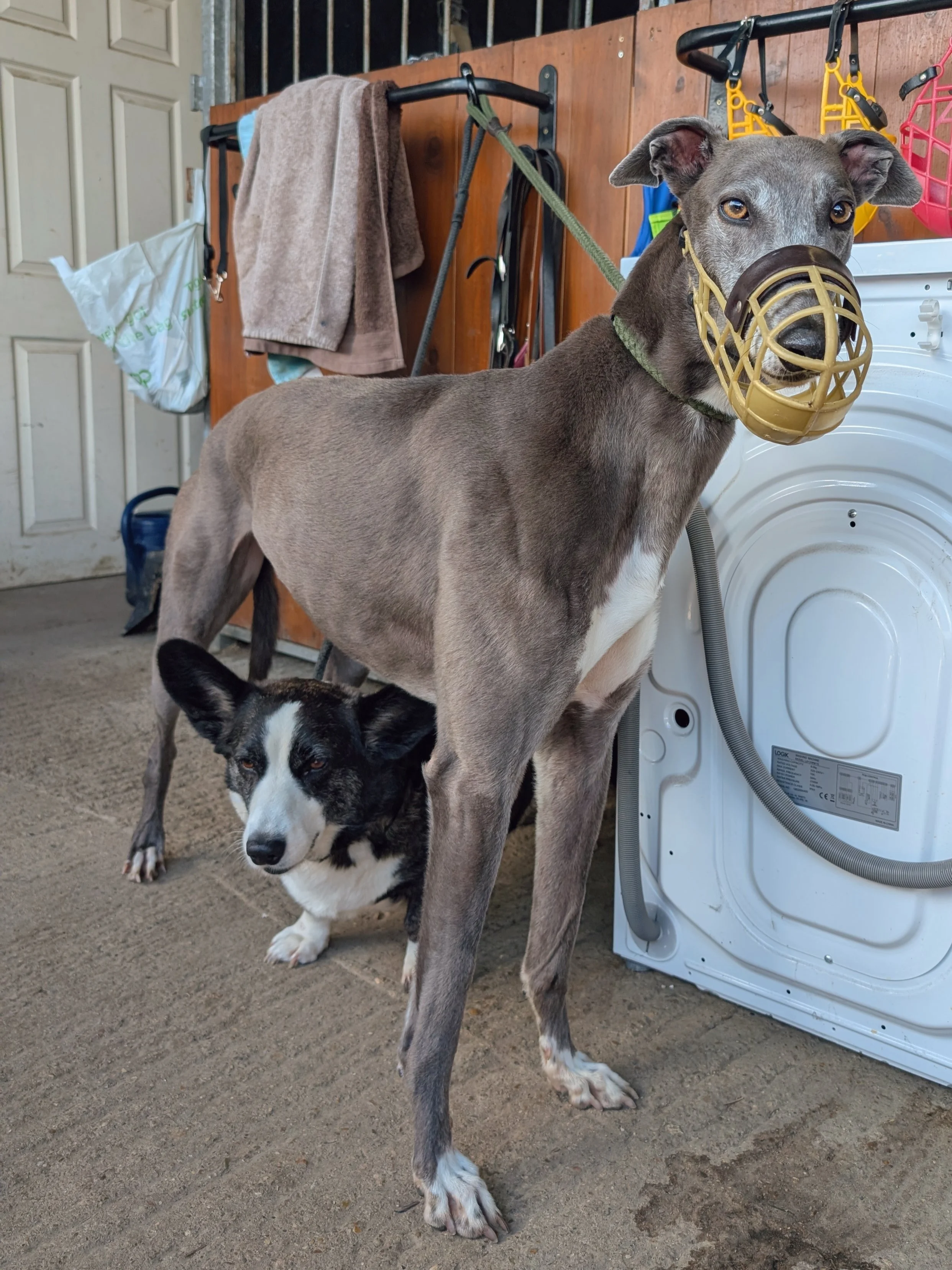 A greyhound dog with a plastic mask over its nose standing next to a black and white husky dog, with laundry and cleaning supplies in the background.