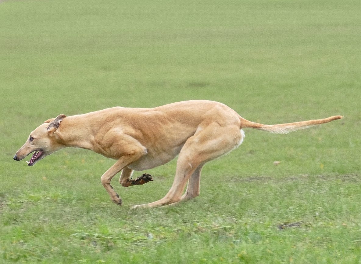 A greyhound running on a grassy field.