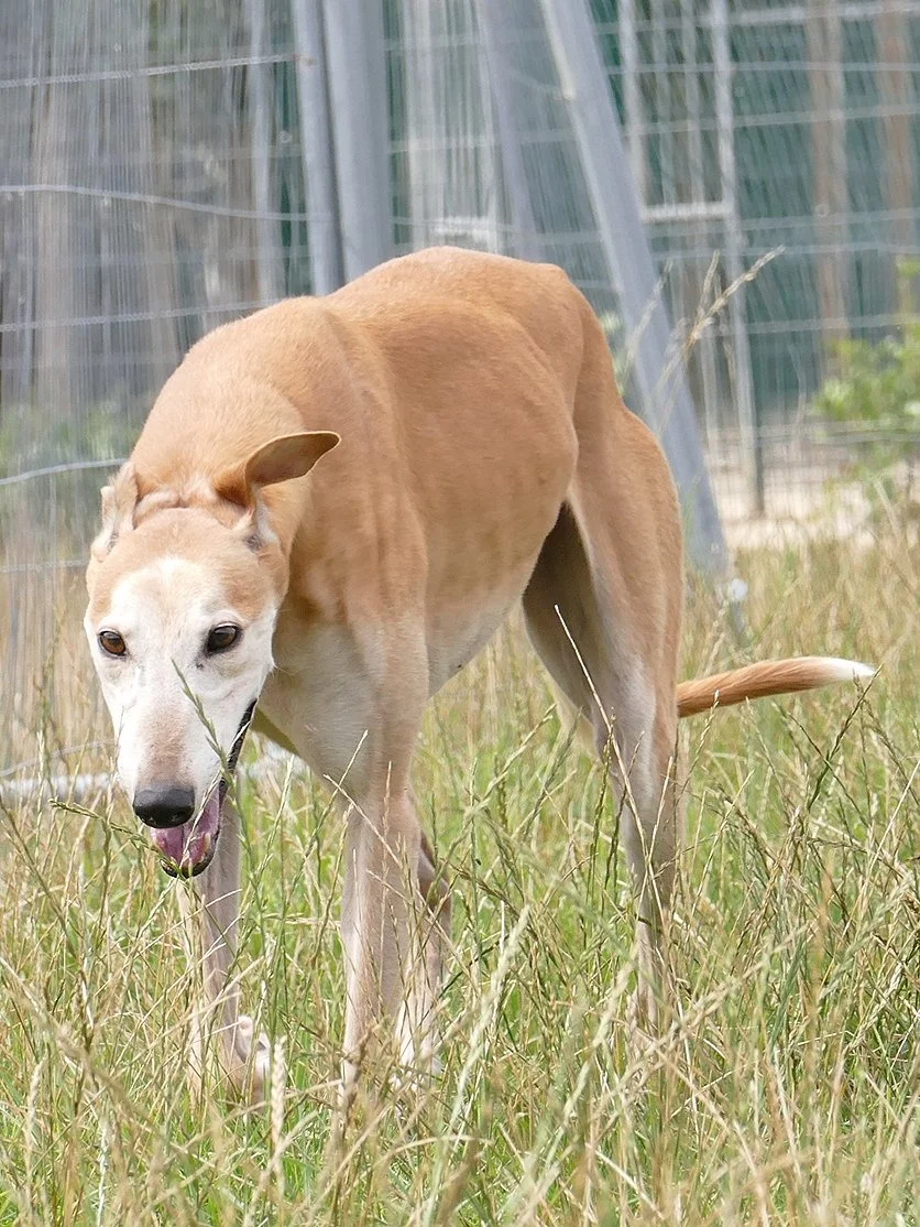 A tan dog with a white face and pointed ears walking through tall grass near a wire fence.