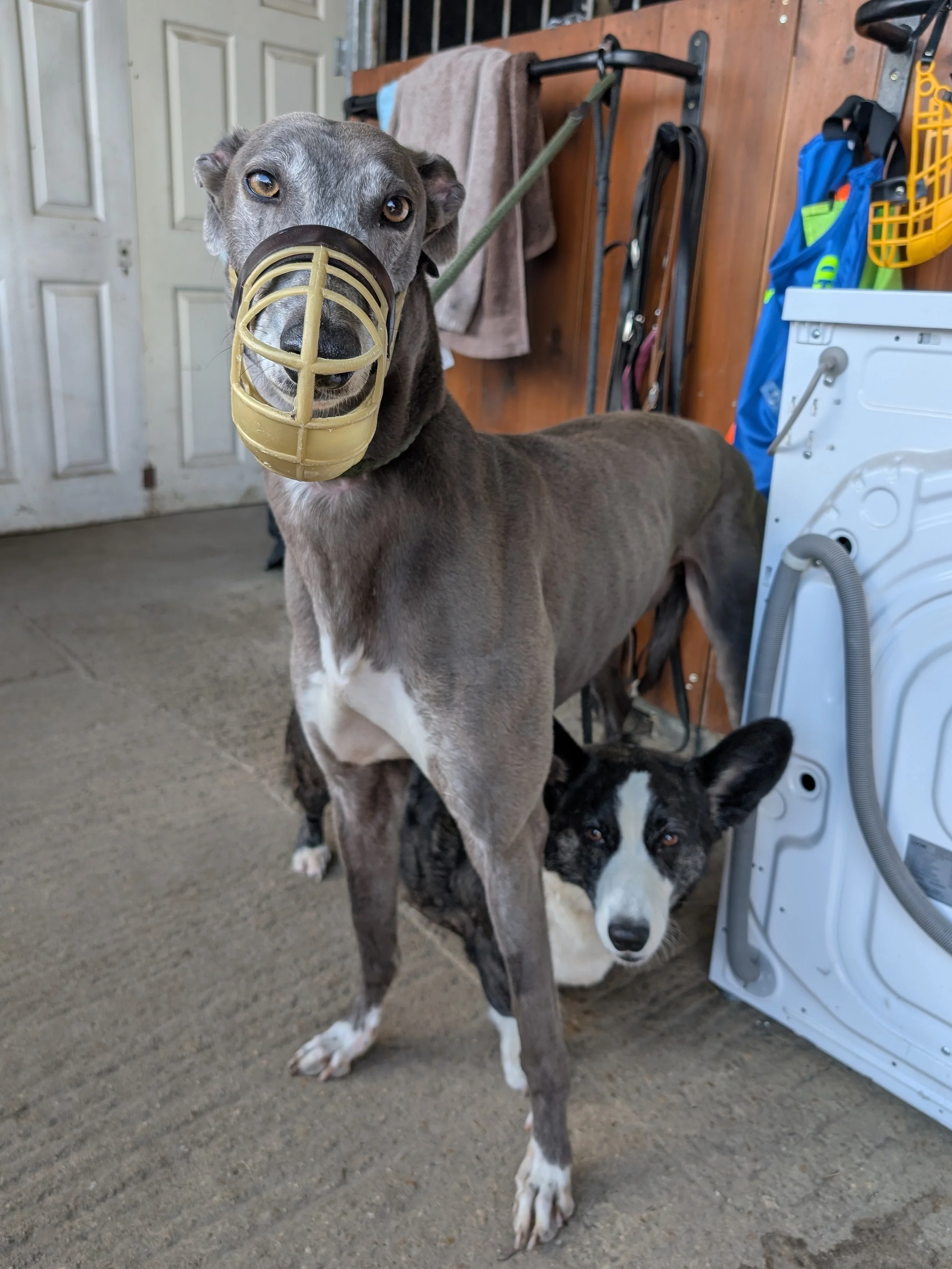 A brindle-colored dog wearing a yellow dog muzzle standing in a laundry room, with a black and white dog standing beside it, near a washing machine, laundry supplies, and hanging towels in the background.