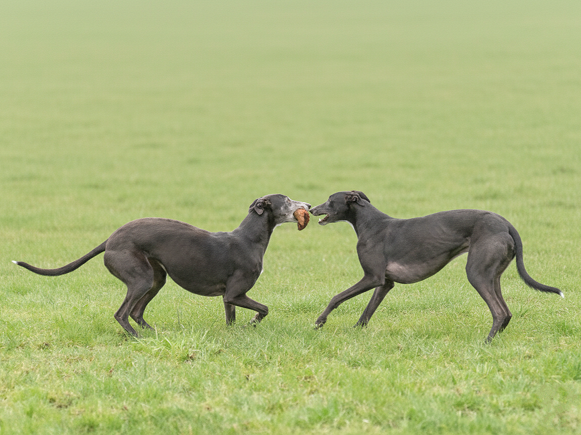 Two black Greyhounds playing on a grassy field, with one holding a piece of wood in its mouth.
