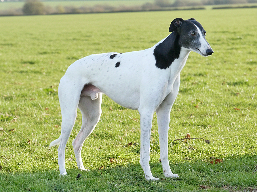 A black and white greyhound standing on grass in a field.