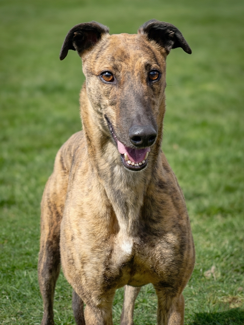 A brindle-colored dog standing on grass with a focused expression.