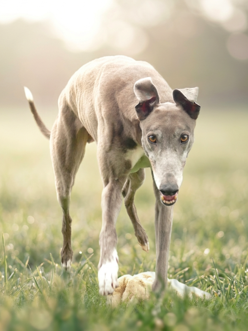 A dog with a grey coat, standing on grass and looking directly at the camera.