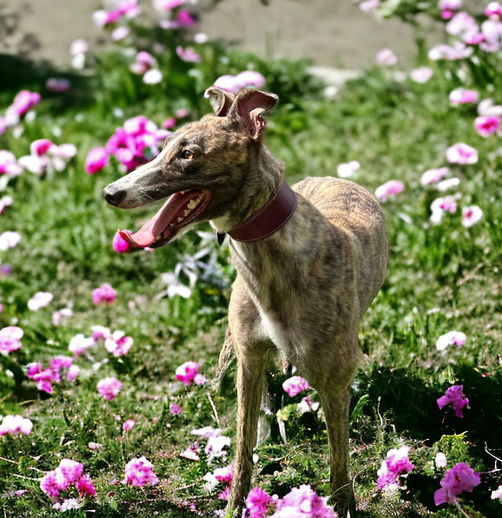 Lily (Savana Lilypop)