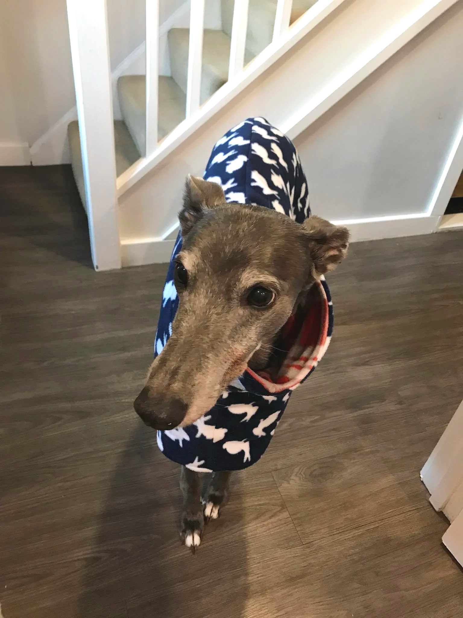 A dog wearing a navy blue sweater with white and light blue pattern, standing on a dark wooden floor near a white staircase.