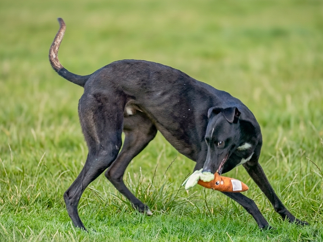 A black dog playing with a stuffed animal toy shaped like a carrot in a grassy field.