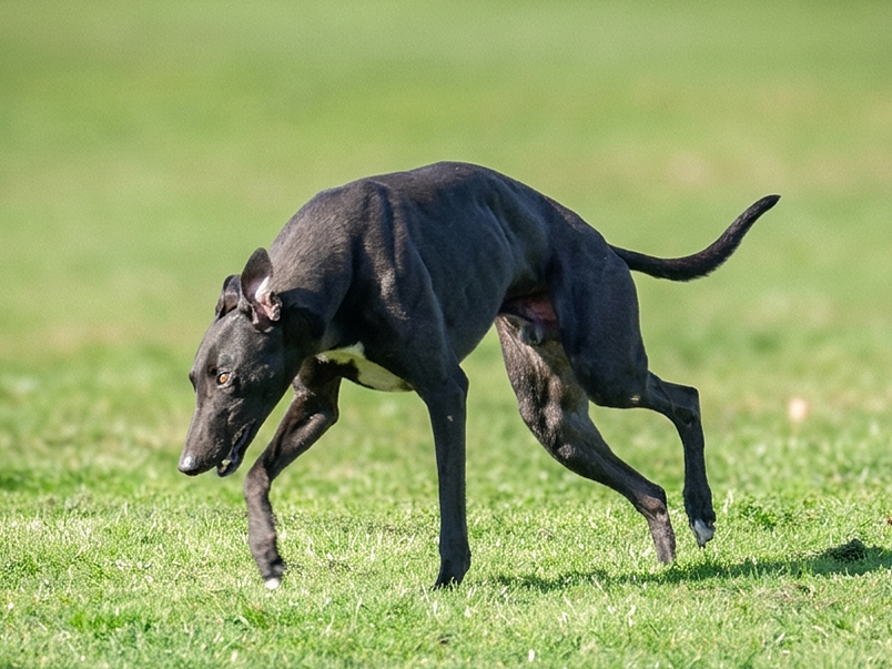 A black dog with a white patch on its chest chasing a ball on grassy field.