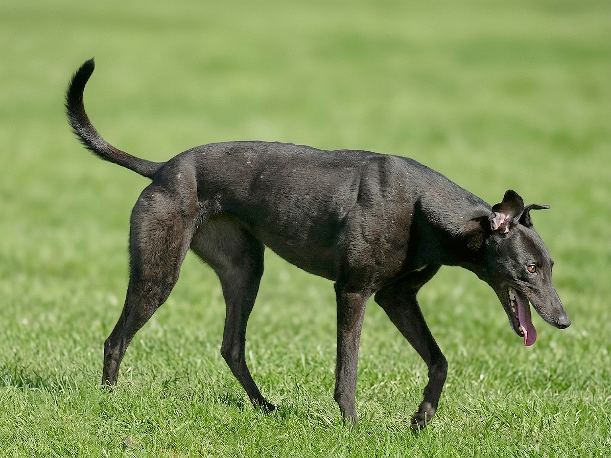 Black dog with a sleek coat and tall, pointed ears standing on green grass, panting with tongue out.