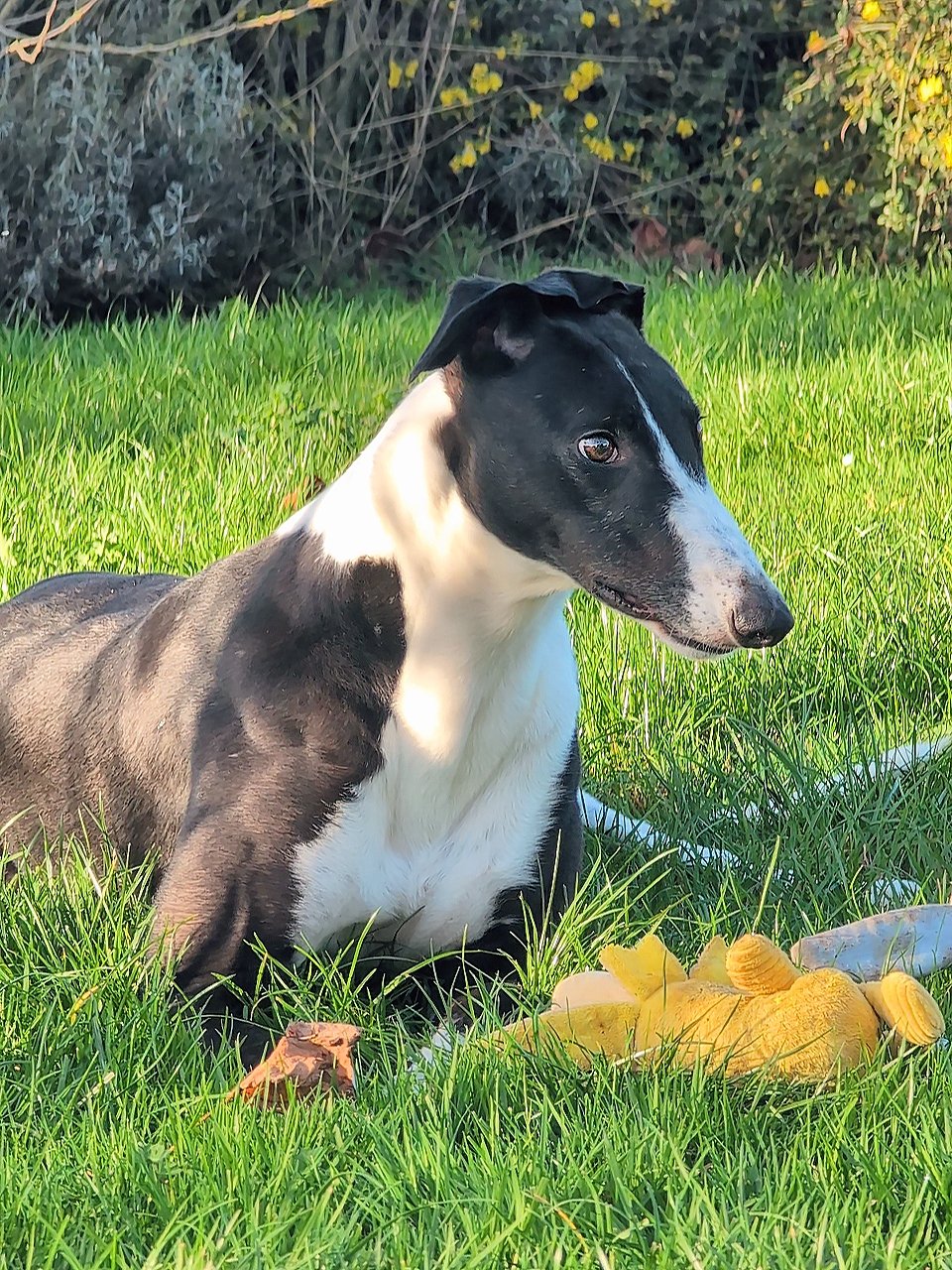 A black and white dog lying in green grass near a couple of yellow mushrooms, with bushes and foliage in the background.