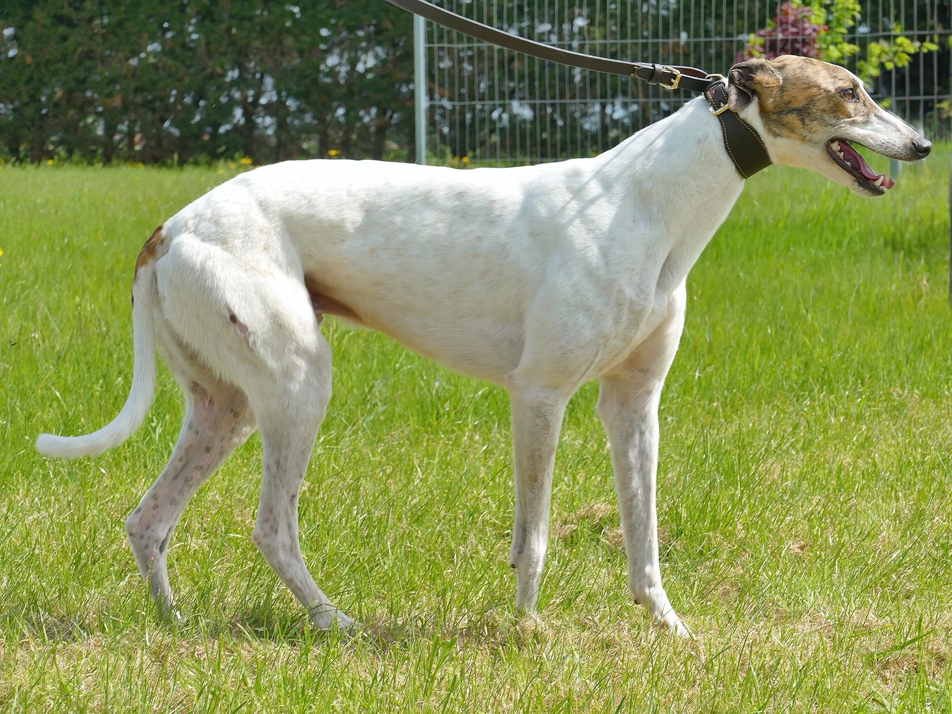 A white and brown Greyhound dog standing on green grass with a fence in the background.