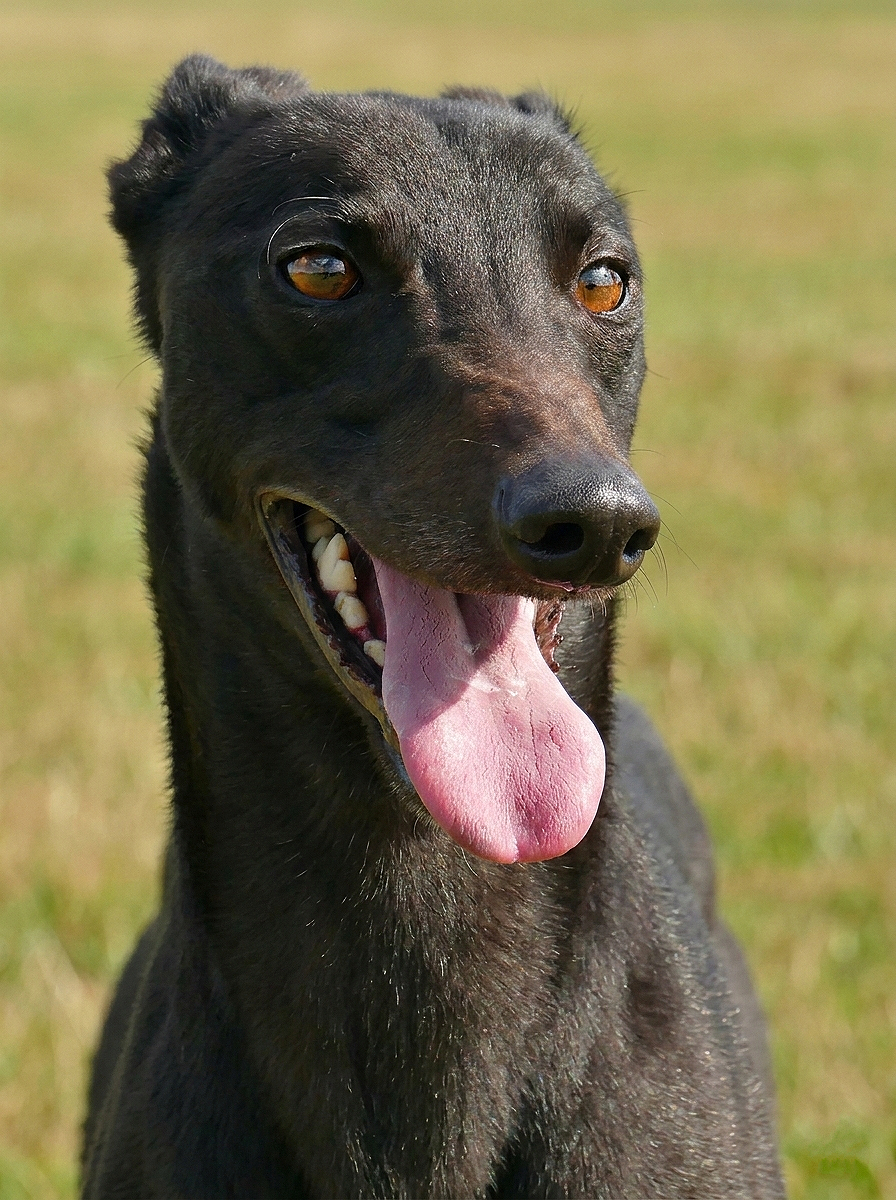 Close-up of a black dog with amber eyes, open mouth, and tongue hanging out, outdoors on grass.
