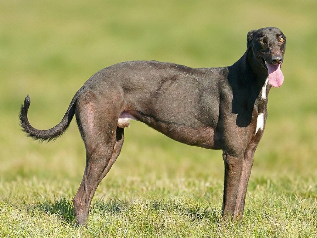 A dog standing on grass with its tongue out, black and brown coat, and a white patch on its chest.