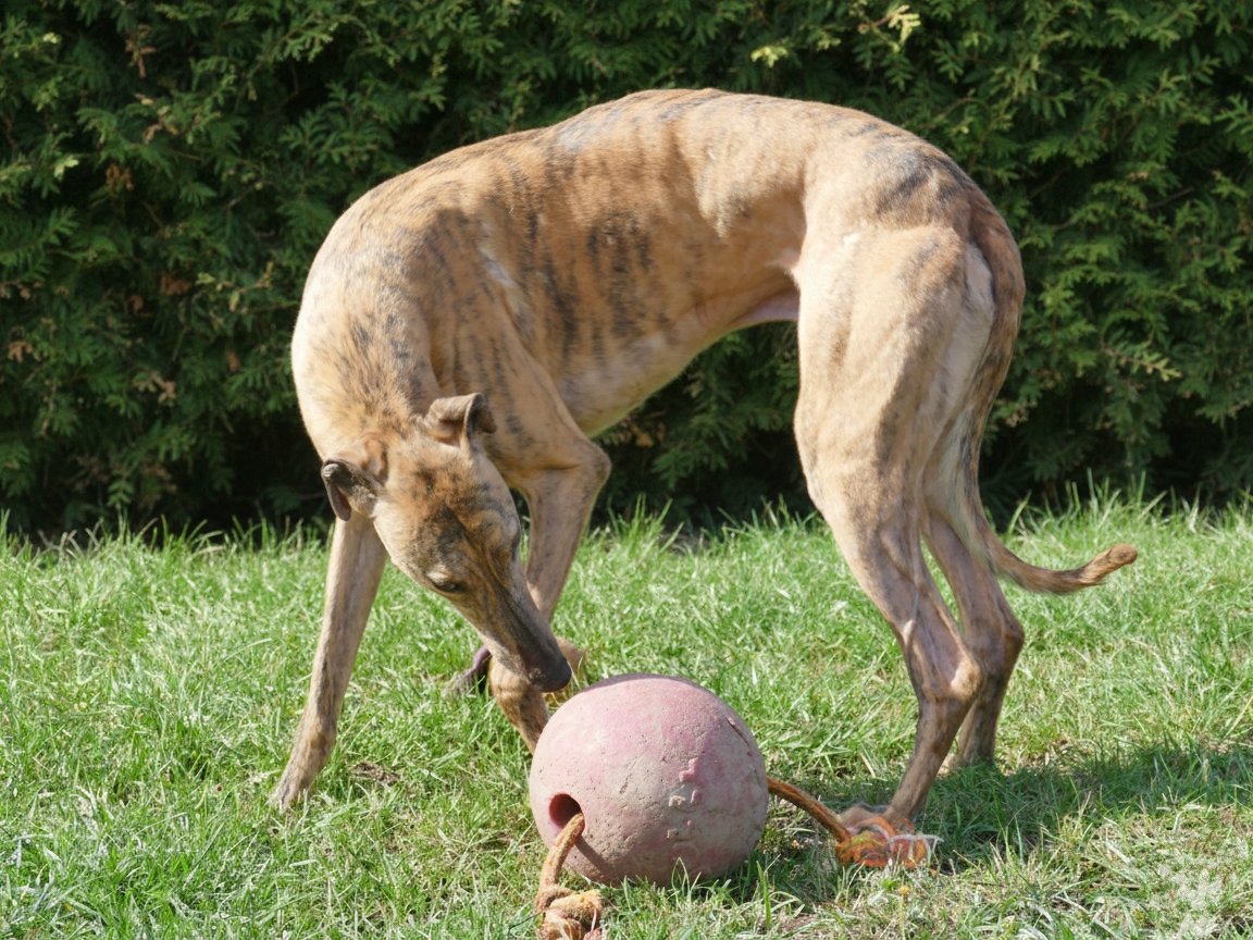 A brindle-coated dog playing with a large pink ball outdoors on green grass, with dense bushes in the background.
