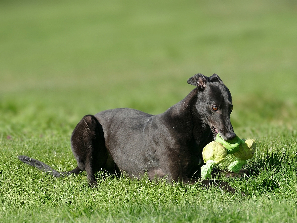 A black dog lying on green grass and chewing on a large green vegetable, possibly a lettuce head.