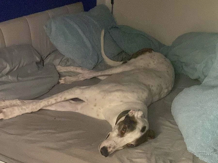 Reggie (Danny Dog)