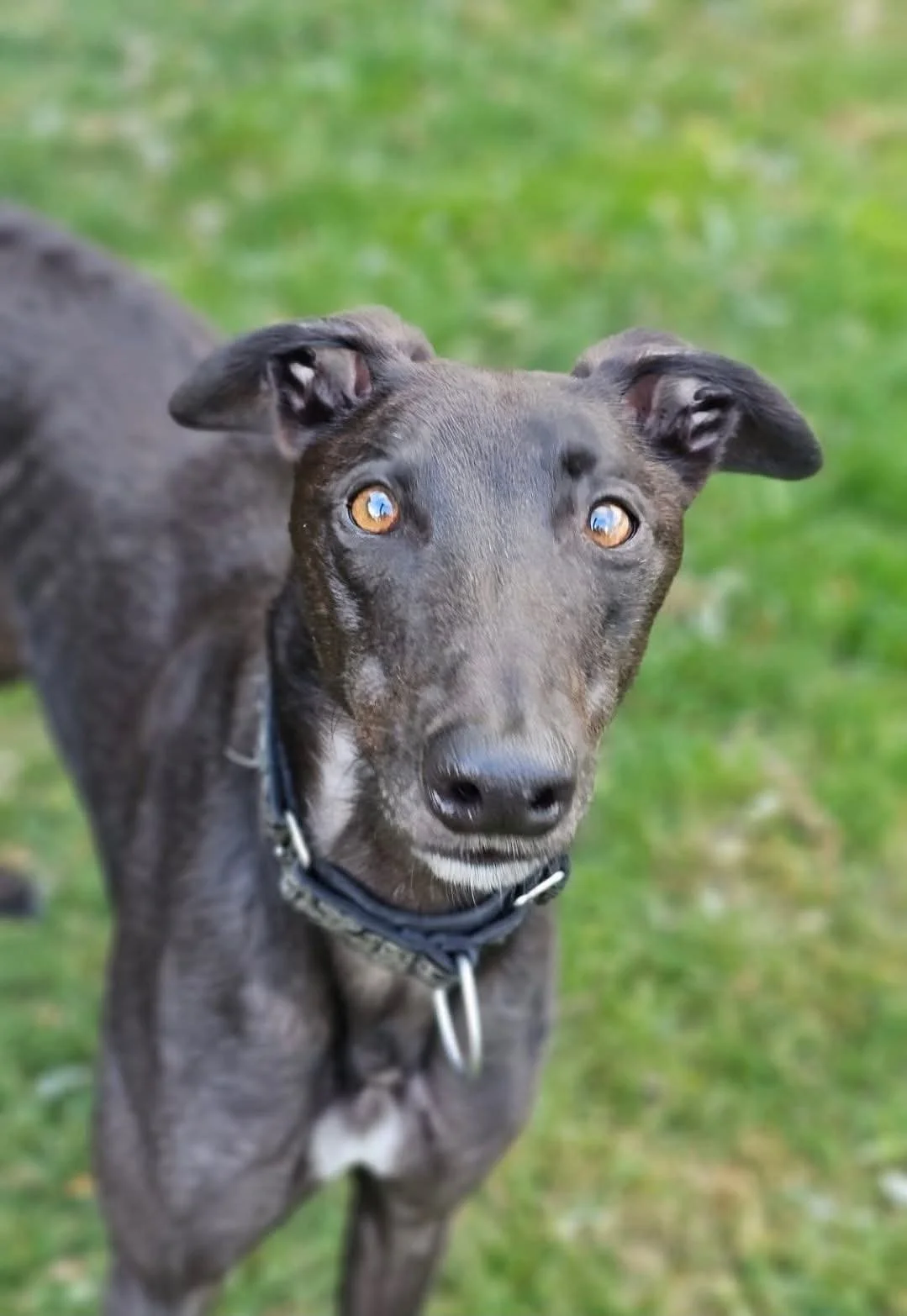 Fynn (Carrickhill News)