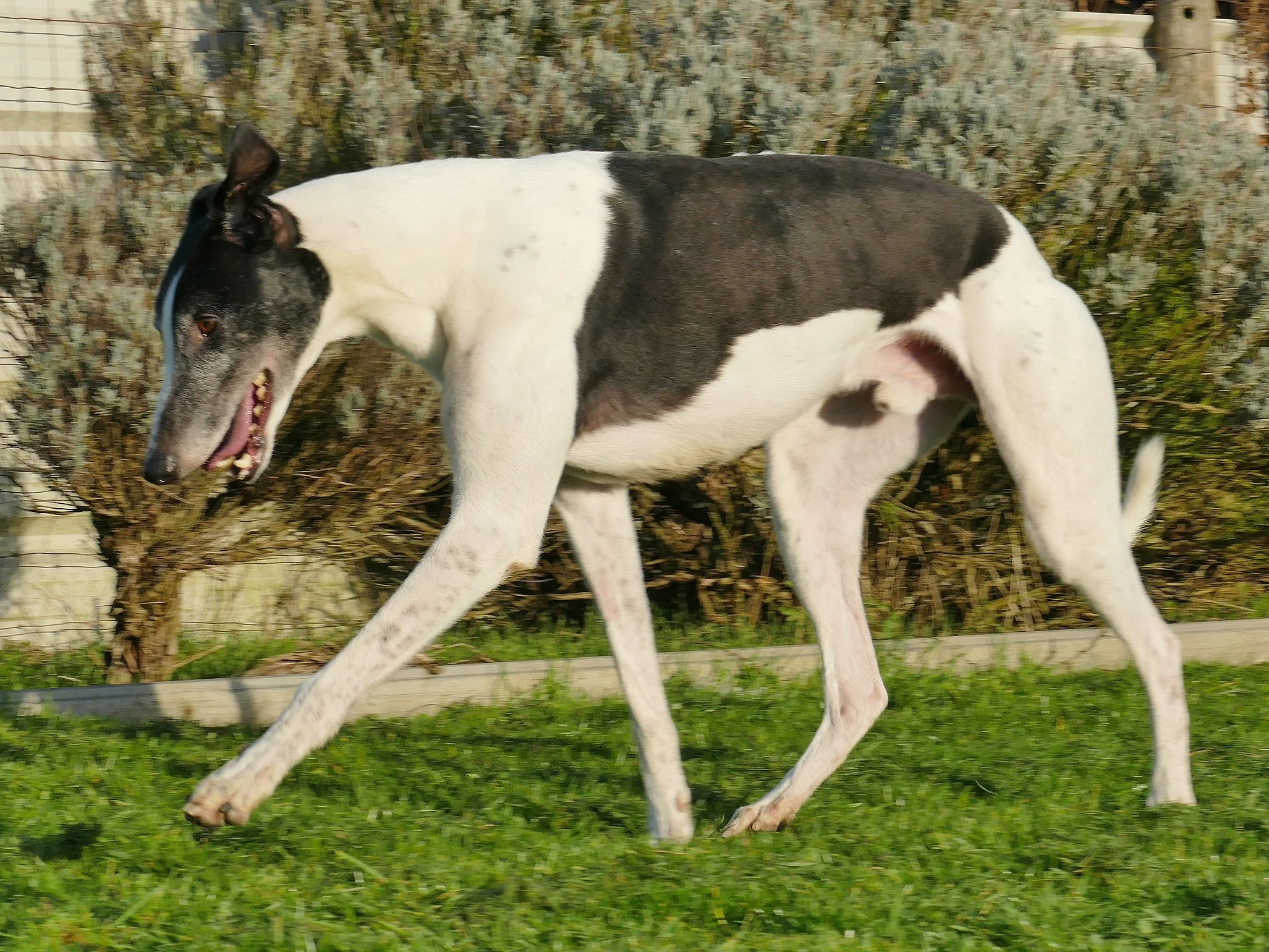 A greyhound dog with a black and white coat running on grass outdoors.