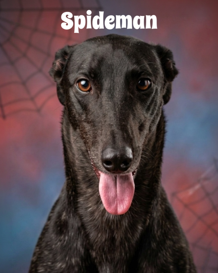 Photo of a black dog with its tongue out, with a background featuring spider webs and the word 'Spiderman' at the top.