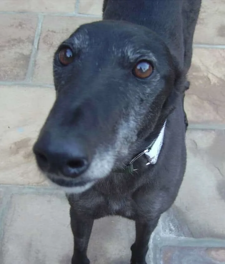 Close-up of a black dog with brown eyes and a gray muzzle, standing on a stone patio, looking at the camera.