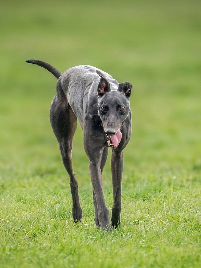 A black Greyhound dog running on a grassy field with its tongue out.