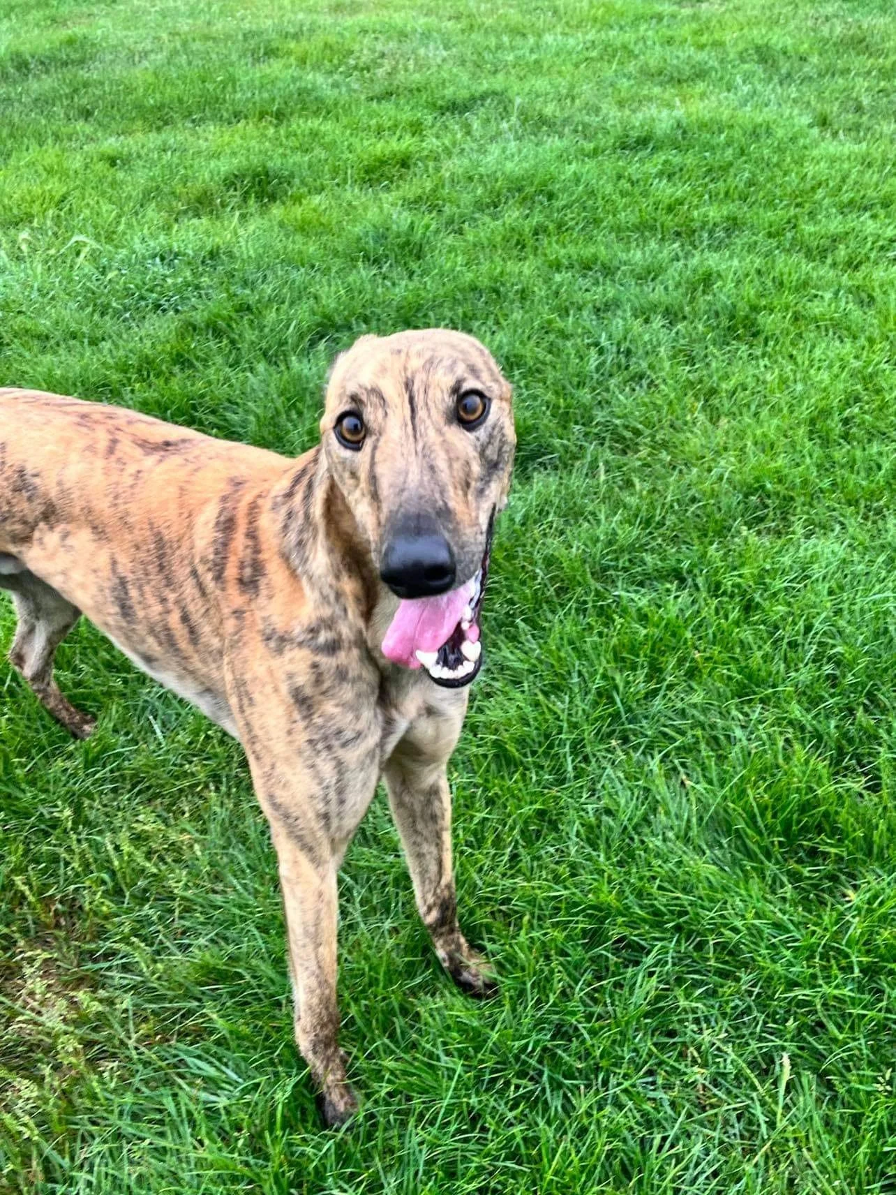 Apollo (Hollycross Brae)