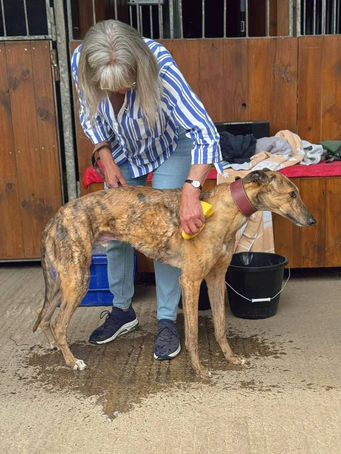 A woman cleaning a brindle greyhound dog with a yellow brush inside a wooden dog kennel.