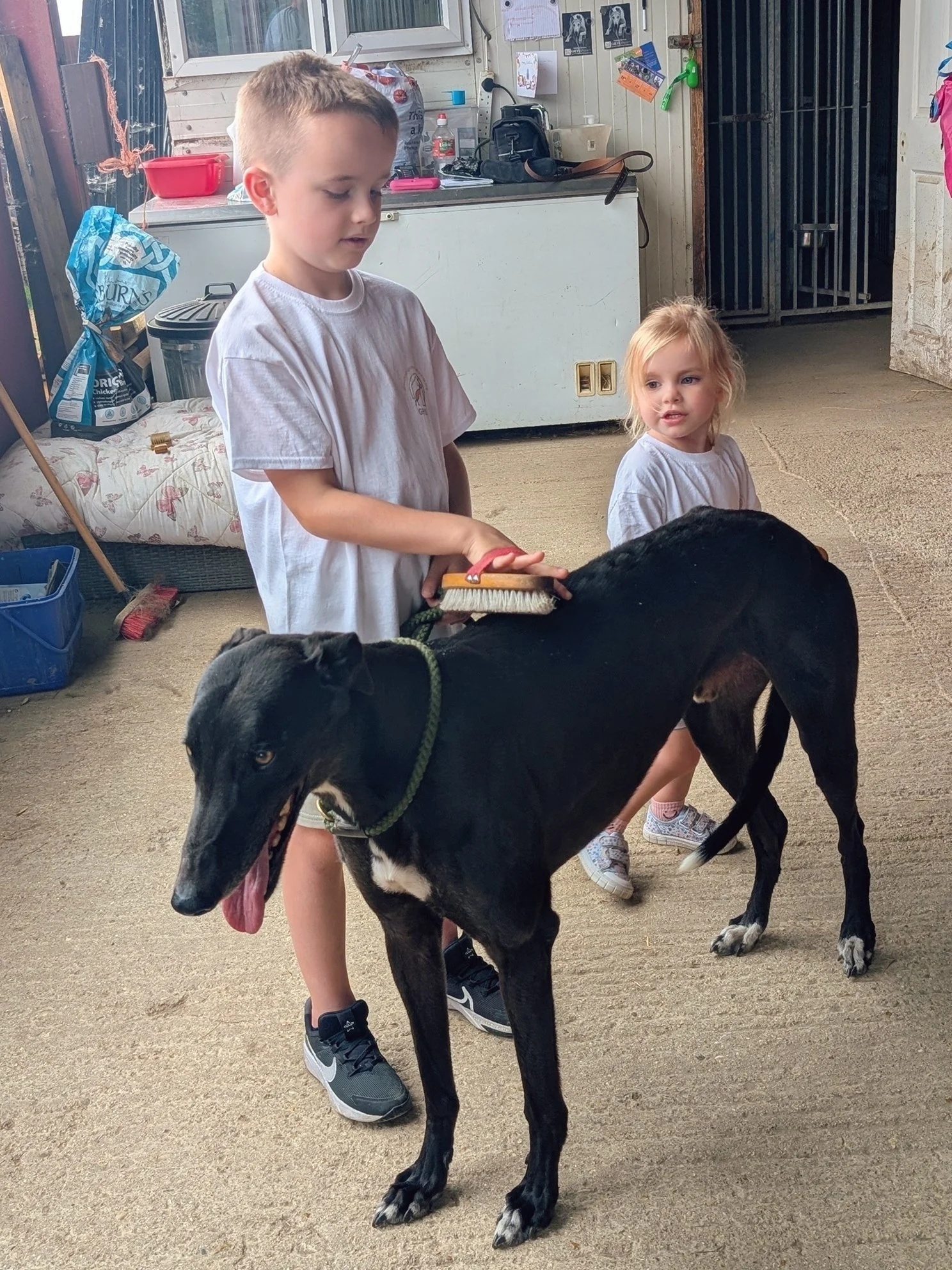 Two children grooming a black dog in a barn or garage. The boy brushes the dog while the girl looks on. The background includes a white cabinet, shelves with items, and a dog crate.