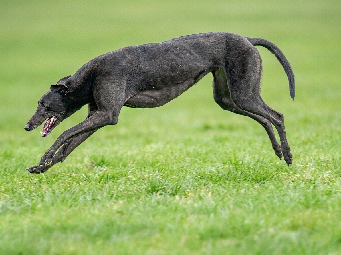 Black dog running fast on green grass