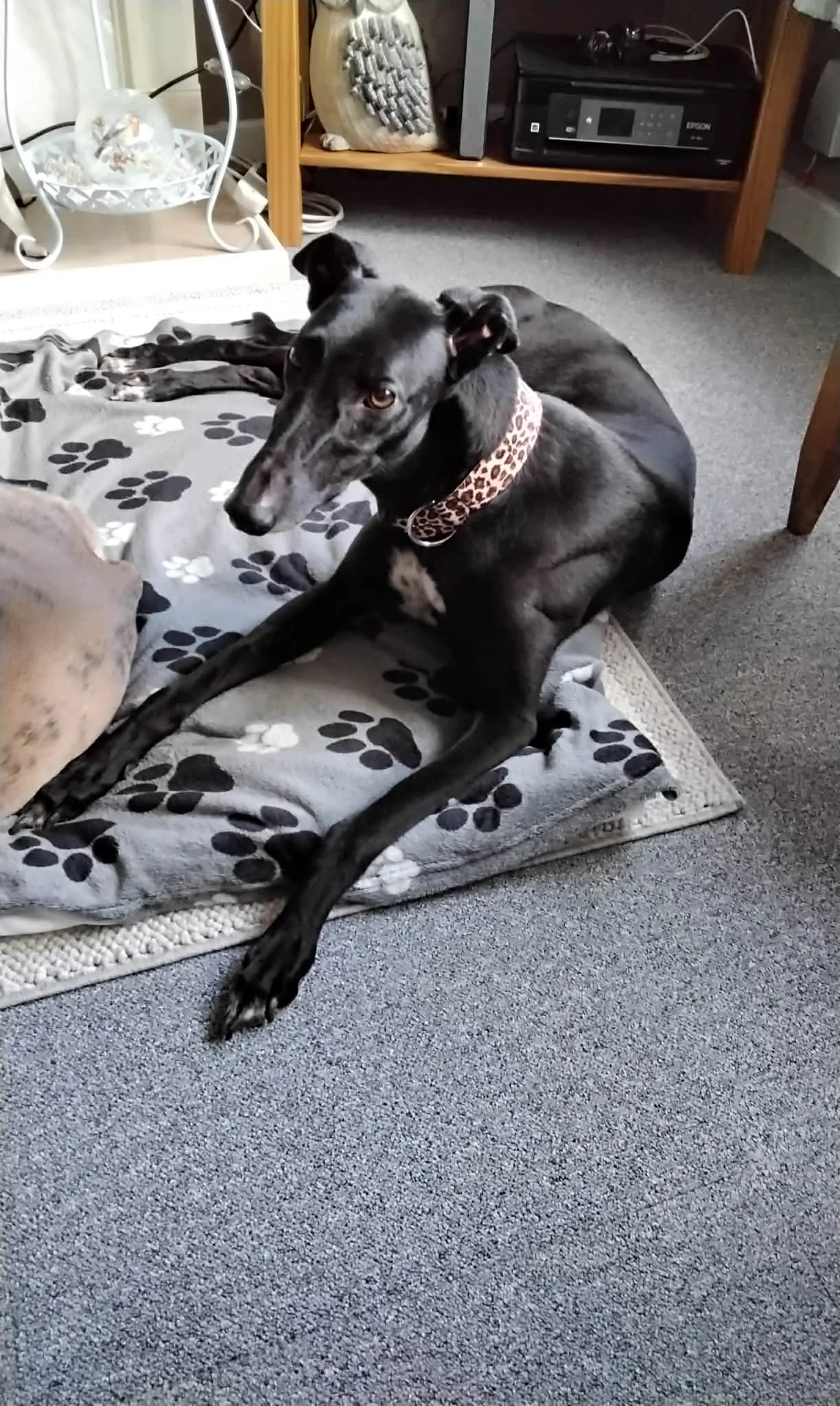 Pearl (Blackies Pearl)