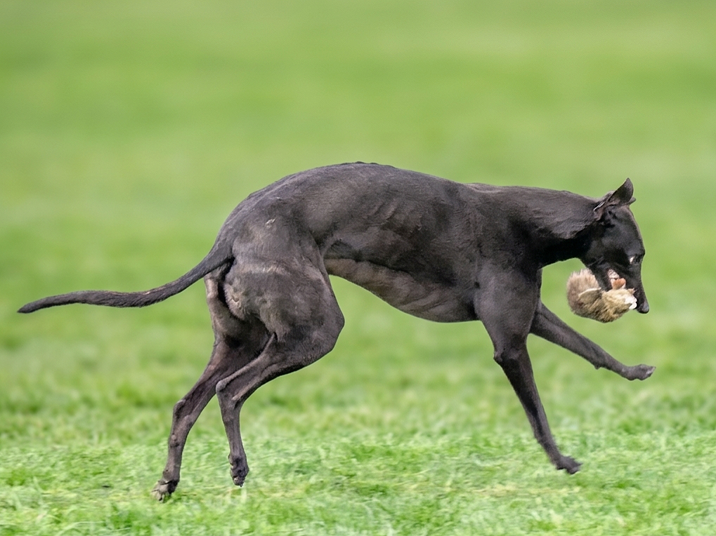 A black greyhound dog running on grass with a toy in its mouth.