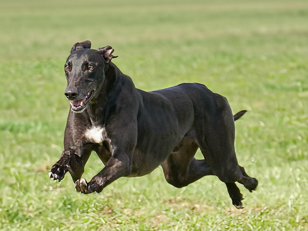 Yellow background with a speech bubble and a megaphone icon, containing the text 'Coming Soon' in bold black letters.