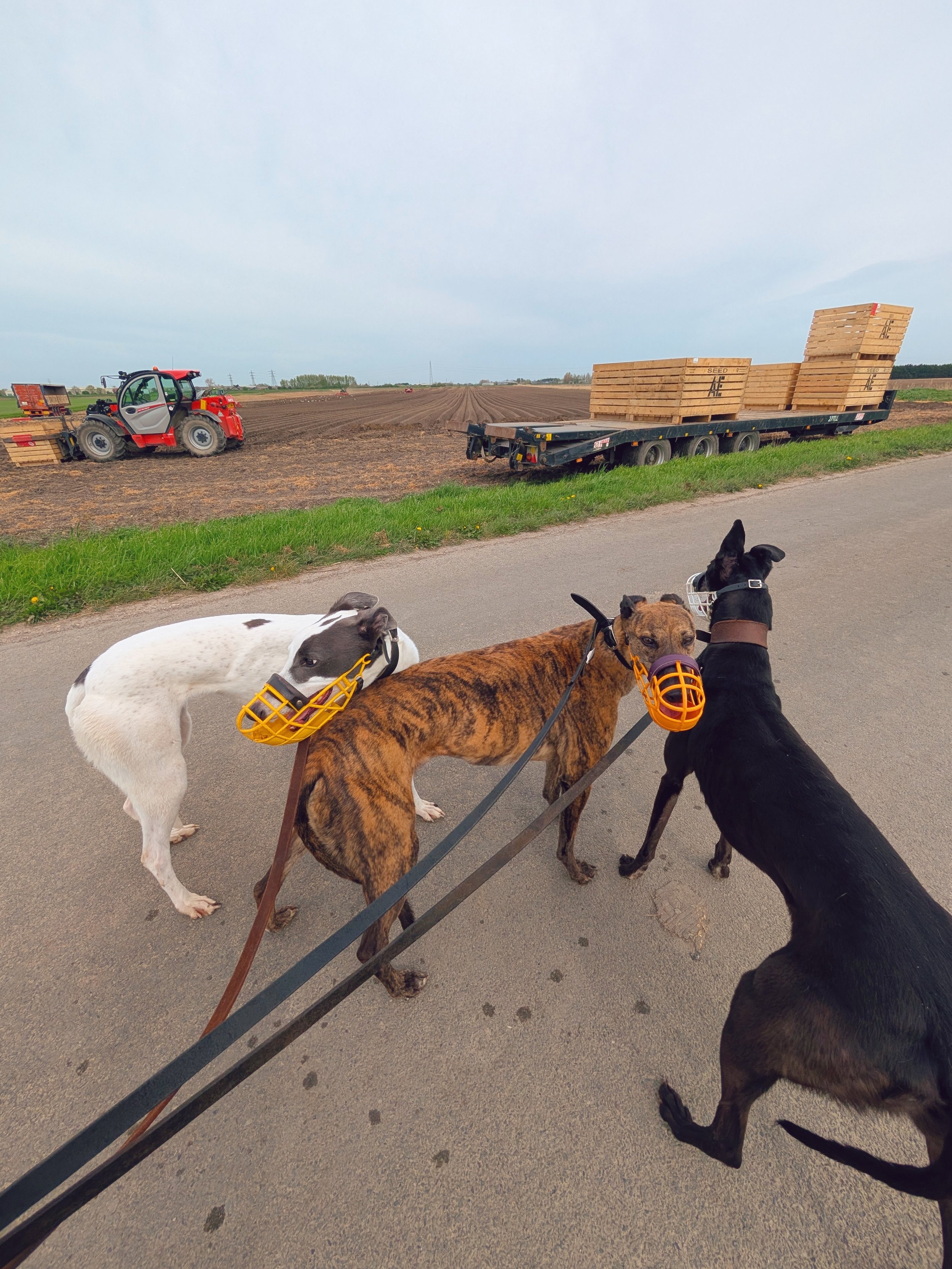 Three dogs wearing basket muzzles standing on a paved road, with farming equipment and a tractor pulling a flatbed trailer loaded with large wooden planks and lumber in a rural farmland setting in the background.