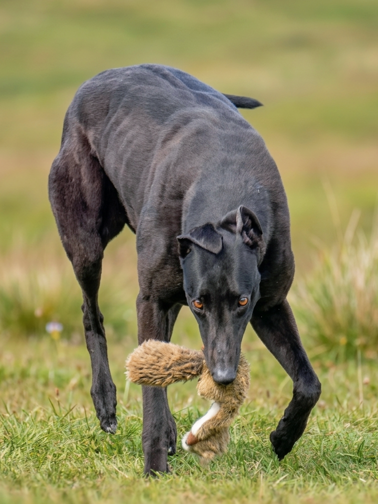 A black dog carrying a plush toy in its mouth while walking on grass in a park.