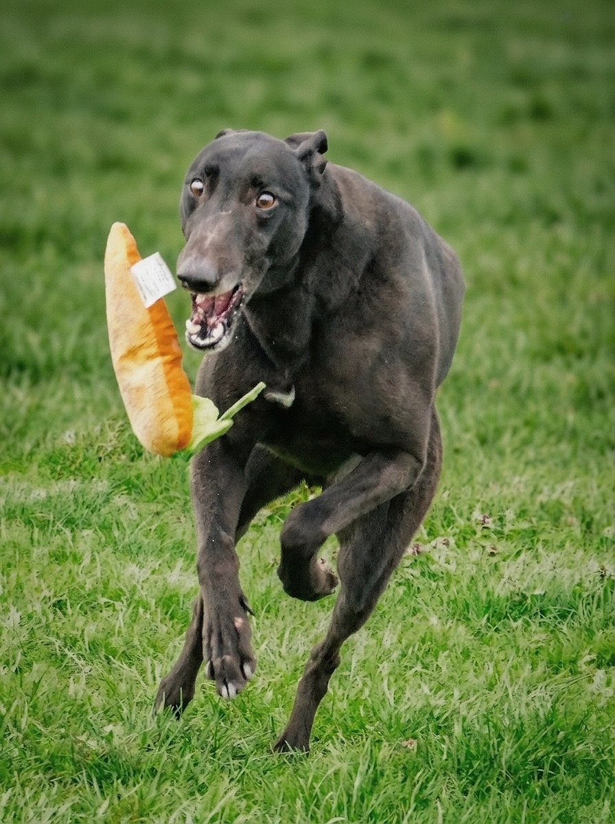 A black dog running on grass with a plush hot dog toy in its mouth.