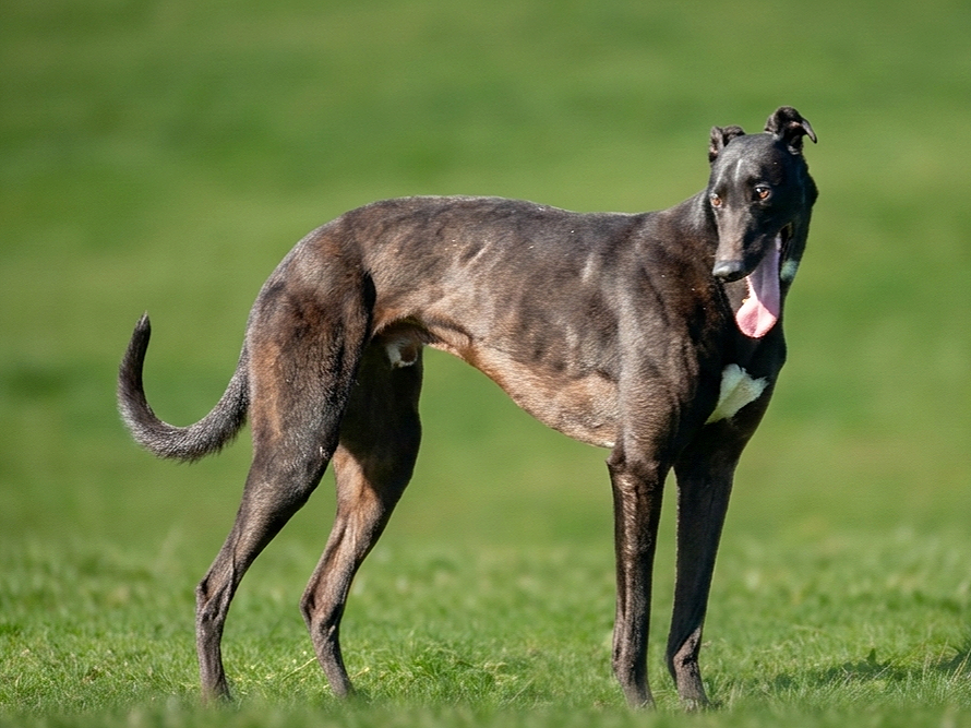 A brindle greyhound standing on green grass with its tongue out.
