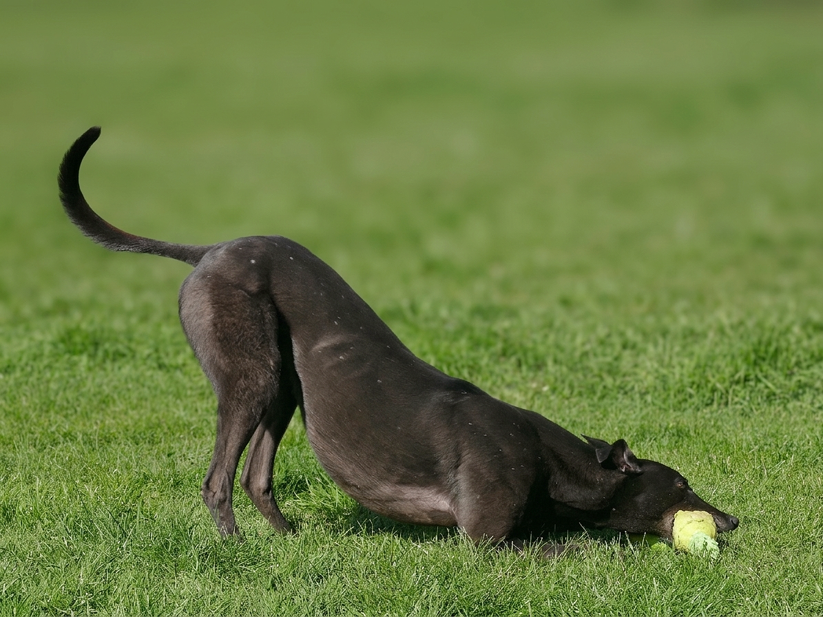 A black dog playing with a tennis ball in a grassy field, with its body bent and head on the ground.