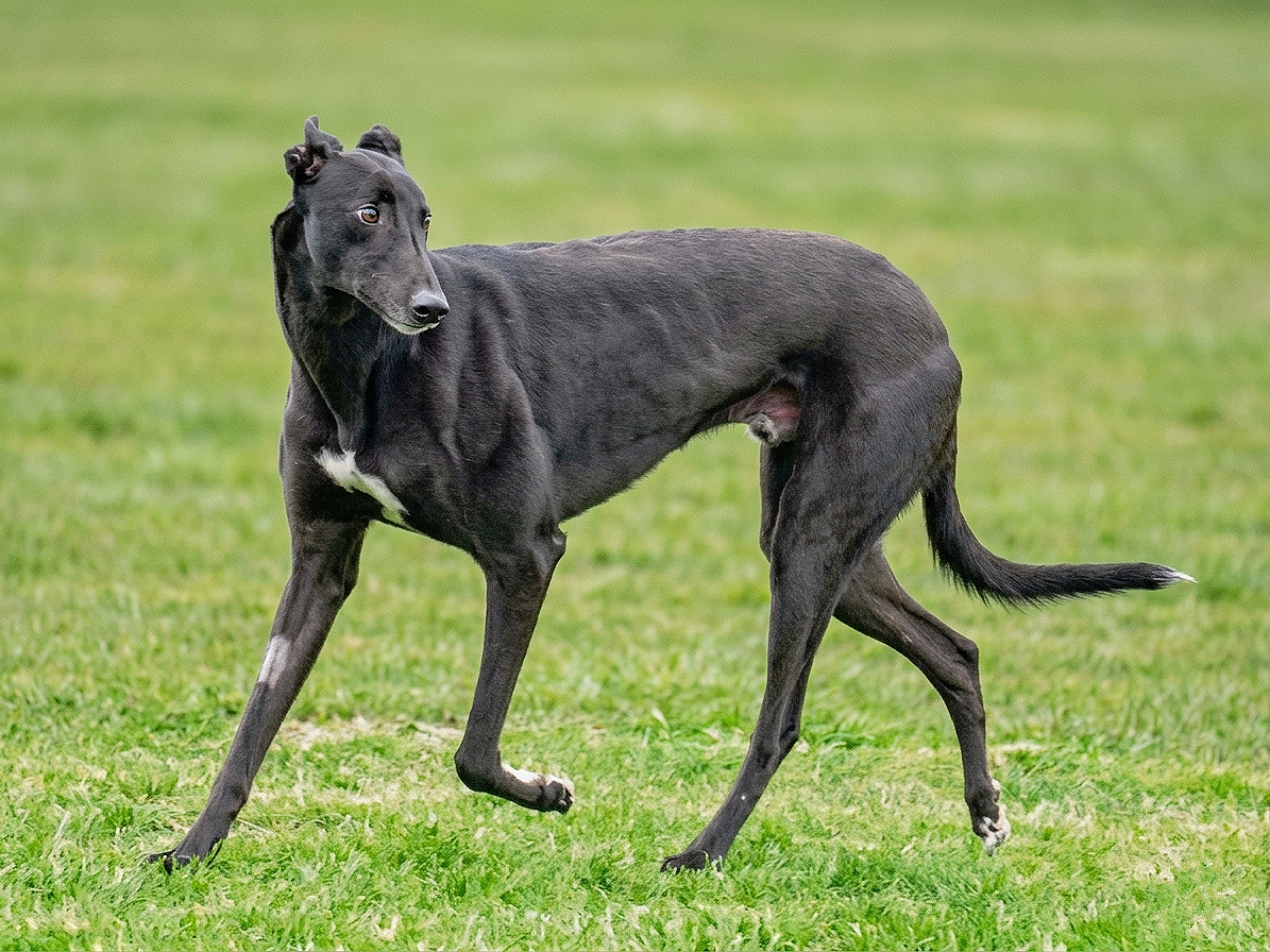 A sleek, black Greyhound dog with a white patch on its chest standing on green grass, looking to the side.