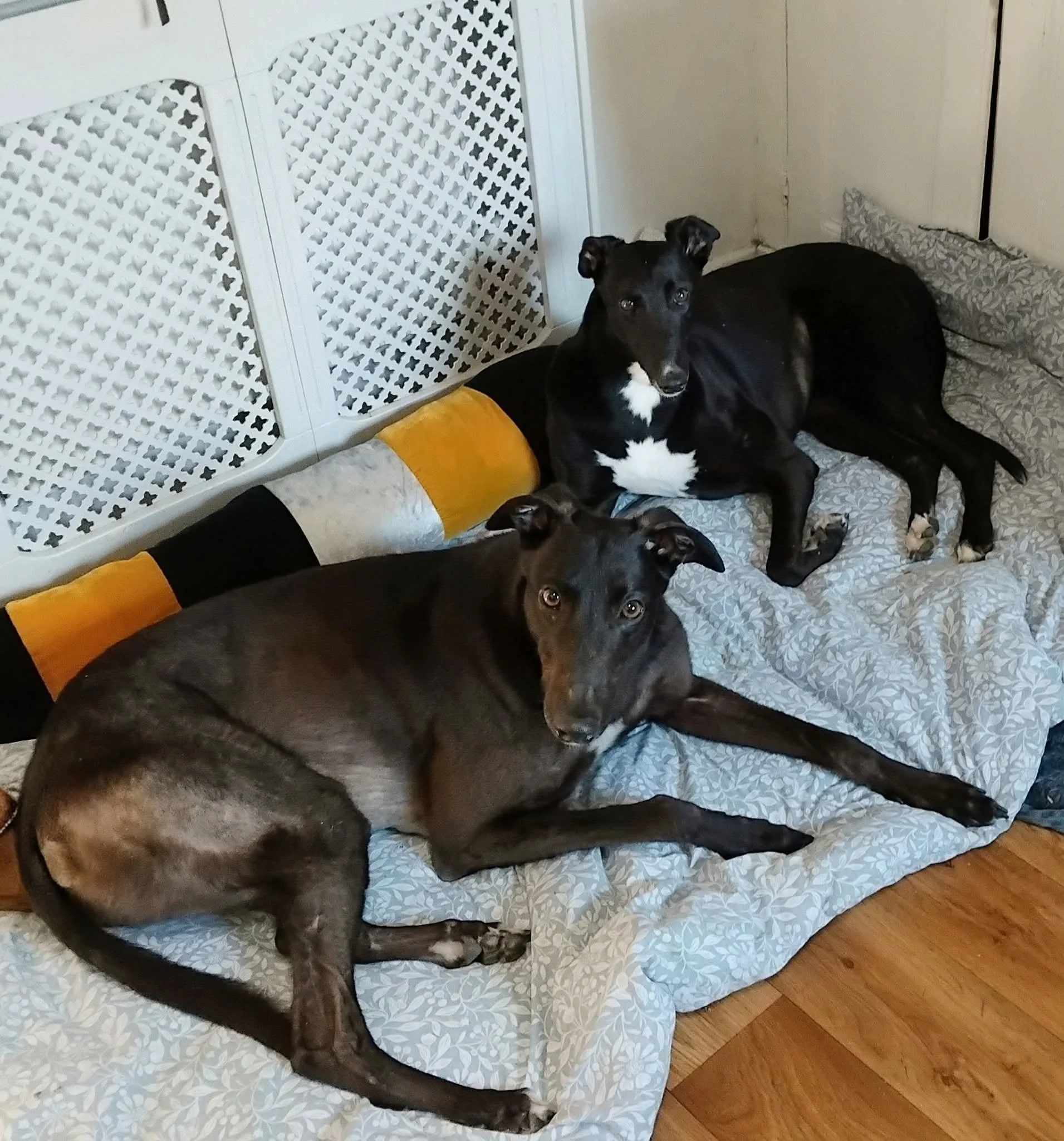 Jack (Badminton Satie) & Sally (Bit View Sal)