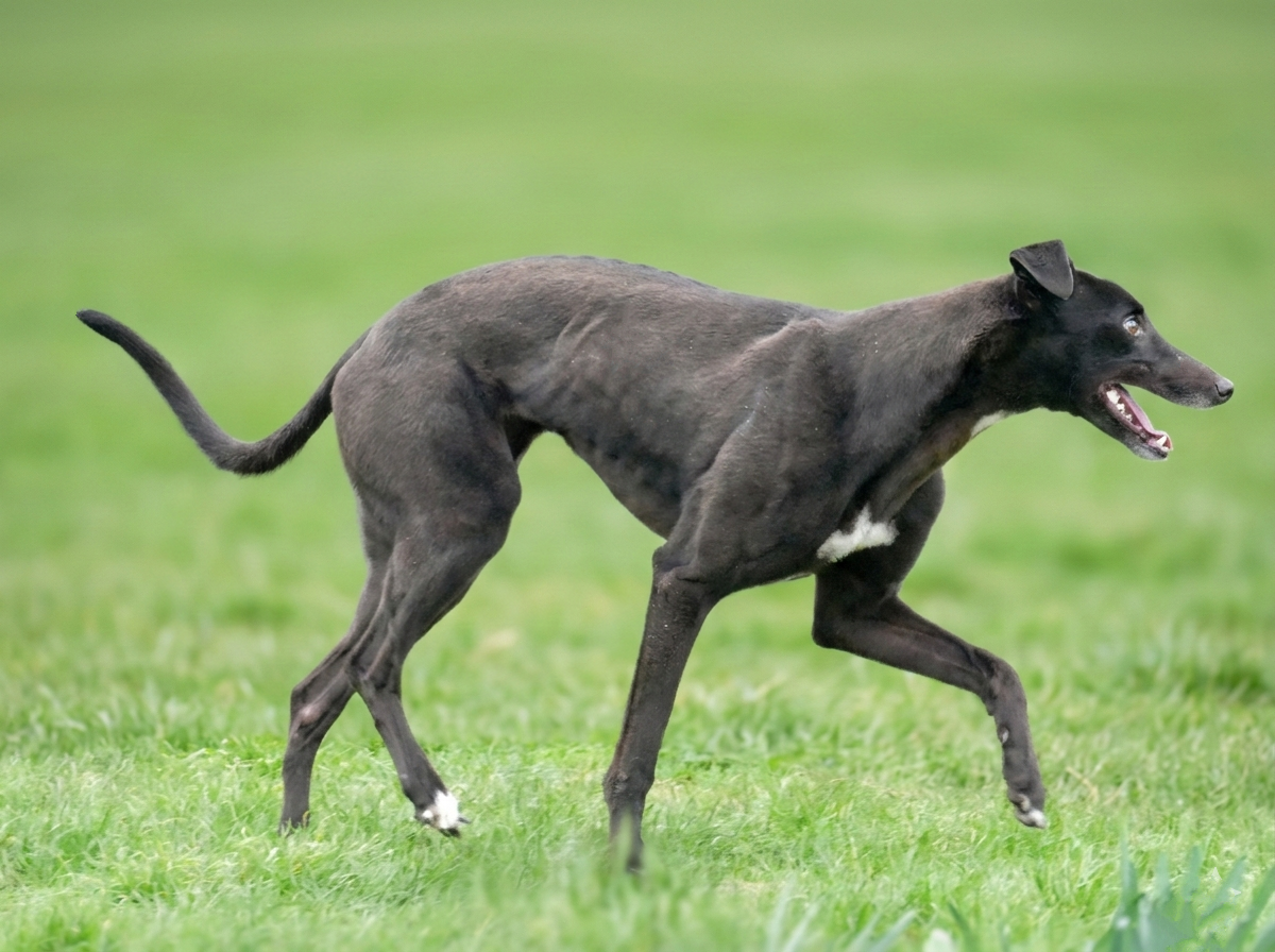 A black Greyhound dog running across a grassy field with its mouth open.