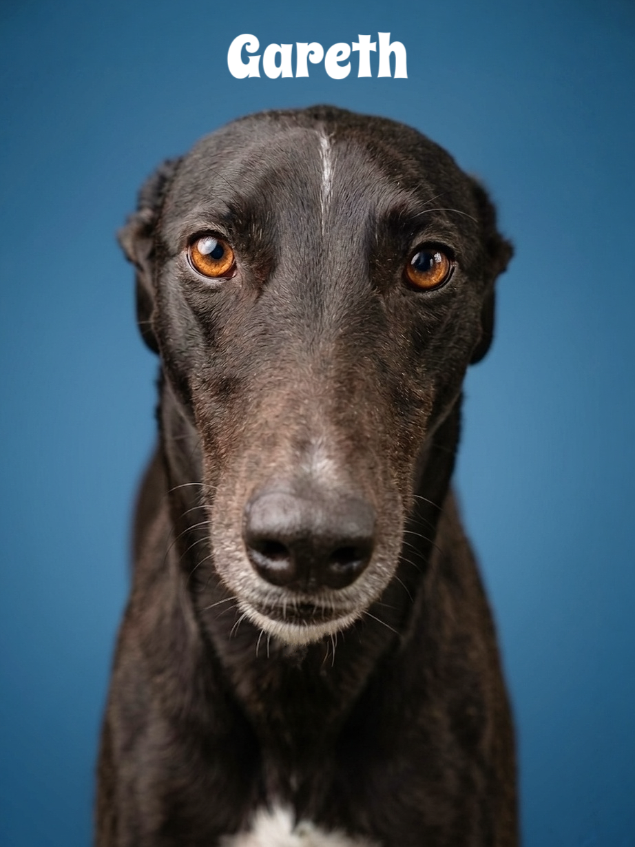 Close-up of a black dog with amber eyes and a white stripe on the nose, against a blue background, with the name "Gareth" written above.